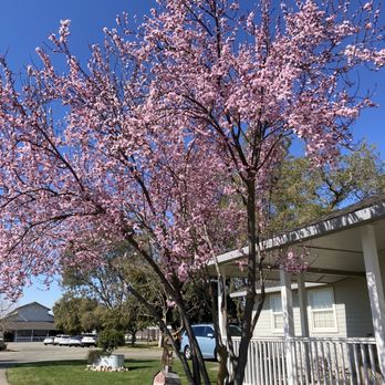 Sargent Equestrian Center - Cherry blossom in front of the farm house - Horseback Riding Near Me - Lodi, California