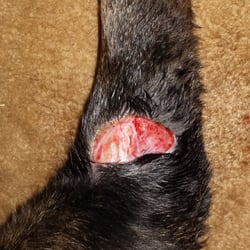 Animal Emergency Center - Before