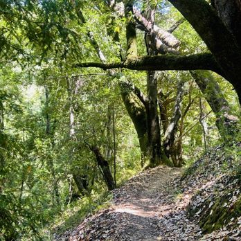 Phoenix Lake - Hiking Near Me - Ross, California Phoenix Lake - Hiking Near Me - Ross, California