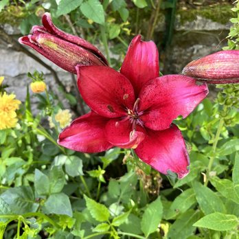 Jardins et Maison de Claude Monet - We love flowers 3 - Museums Near Me - Giverny, 27