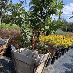 Green Tree Nursery