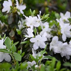 Pike Nurseries