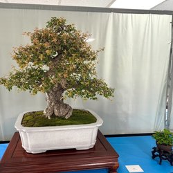 Chua Vietnam Quan The Am - Chino Bonsai Club 6th Annual Bonsai Exhibition Oct 3-4, 2026.
