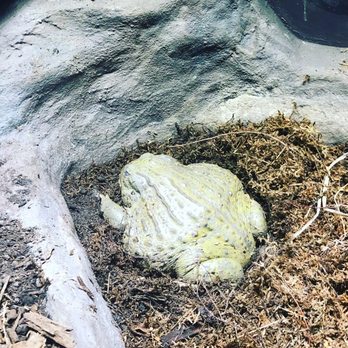 Virginia Zoo - Zoos Near Me - Norfolk, Virginia Virginia Zoo - Zoos Near Me - Norfolk, Virginia