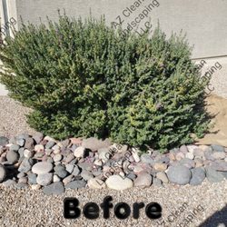 Az Clean Landscaping - Cleaning up a large overgrown heavenly cloud sage bush.
