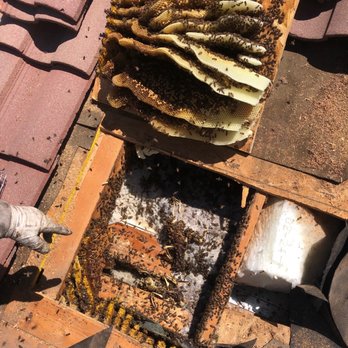 Rons Bee Removal Service - Pest Control Near Me Rons Bee Removal Service - Pest Control Near Me
