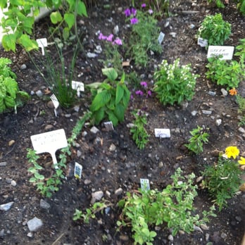 Grains & Grill - Delighted that they have a fresh herb garden! - American Near Me - Fairmount, Indiana