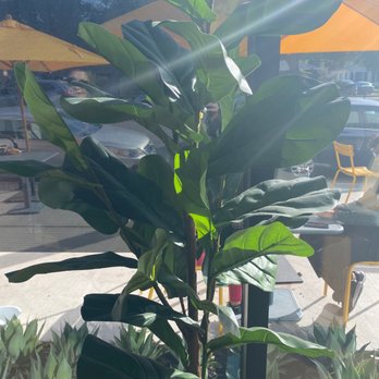 Philz Coffee - Greenery - Coffee & Tea Near Me - Studio City, California