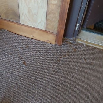 Kelso Beach Rentals - College chewed up carpet.  Beachdaze#2 - Vacation Rentals Near Me - Erie, Pennsylvania