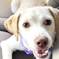 Ghost Town Dog Rescue