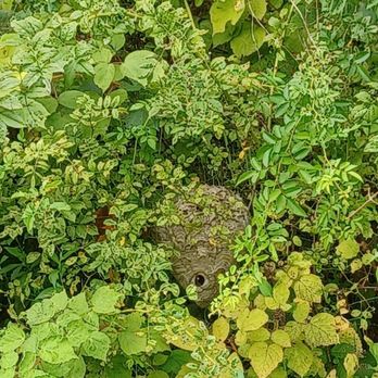 Final Pestination - Bald-faced hornet nest in a bush. - Pest Control Near Me