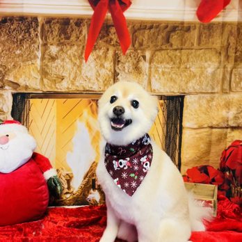 The Puppy Plaza - Christmas photos - Pet Groomers Near Me - Ozark, Missouri The Puppy Plaza - Christmas photos - Pet Groomers Near Me - Ozark, Missouri