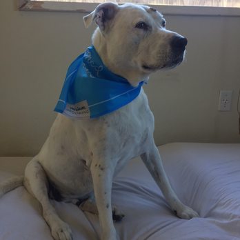 PetSmart - Pet Groomers Near Me - San Diego, California