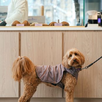 Somedays Bakery - Bakeries Near Me - New York, New York