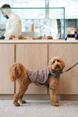 Somedays Bakery by null