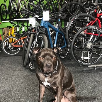 SeaGreen Bicycle - Always fatihful. Oso stands ready to great customers. - Bikes Near Me - Lewes, Delaware SeaGreen Bicycle - Always fatihful. Oso stands ready to great customers. - Bikes Near Me - Lewes, Delaware