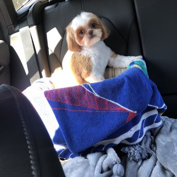 Doggy Amour Grooming - Pet Groomers Near Me - Tigard, Oregon
