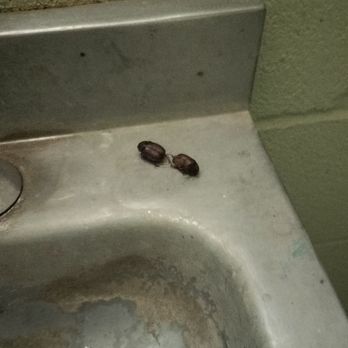 Bob Bryant Park - Bugs died on the sink - Parks Near Me - Bastrop, Texas Bob Bryant Park - Bugs died on the sink - Parks Near Me - Bastrop, Texas