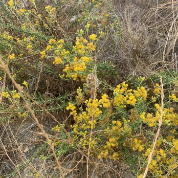 Calabasas Hidden Stairs - Blooms - Hiking Near Me Calabasas Hidden Stairs - Blooms - Hiking Near Me