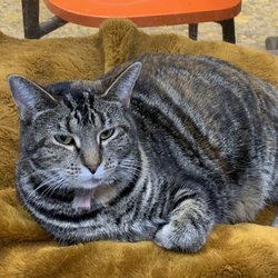 Mad Dogs and Crazy Cats - One lovable cat