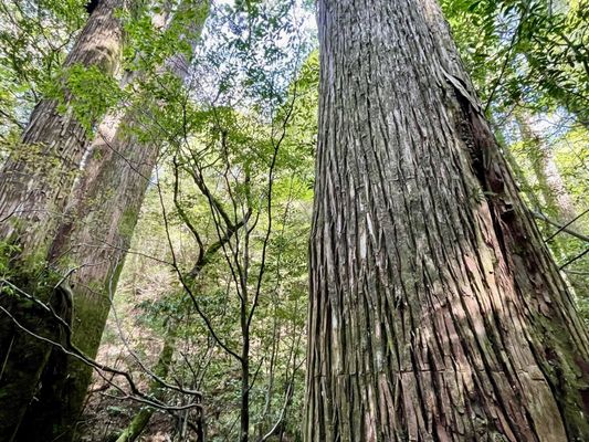 Yakusugi Land by null