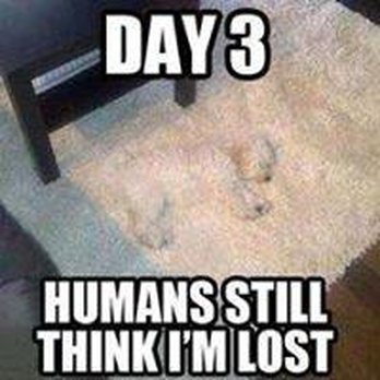 Common Cents Carpet Cleaning - Carpet Cleaning Near Me Common Cents Carpet Cleaning - Carpet Cleaning Near Me