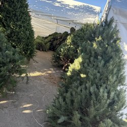 Christmas Tree King - Douglas 7ft $60