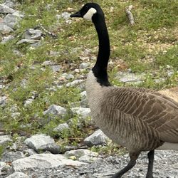 Cosby Lake - Geese that roam the park