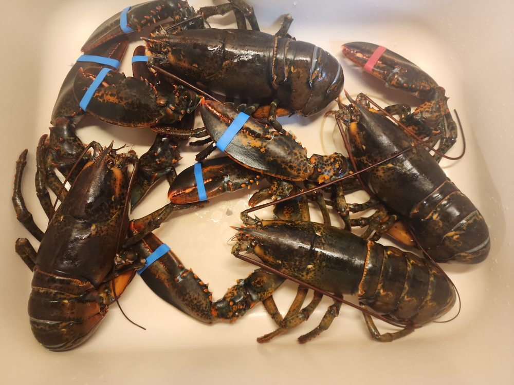 THE LOBSTER GUY Updated October 2024 91 Photos & 172 Reviews 165