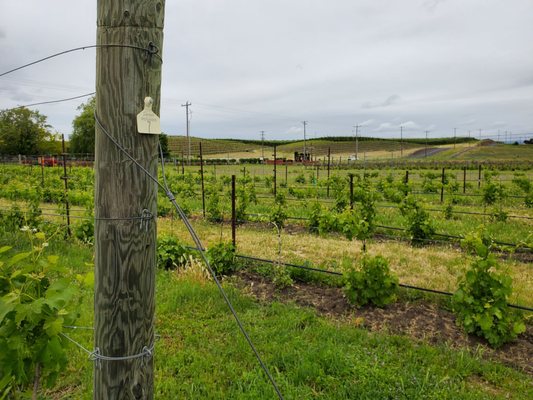 Saviah Cellars by null