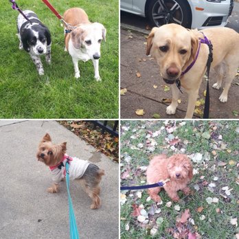 Eastiewalks - Beans and Rosie , Juno , pixie and Bella - Pet Sitting Near Me - Boston, Massachusetts