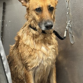 Pet Supplies Plus Manassas - Dog wash - Pet Stores Near Me - Manassas, Virginia