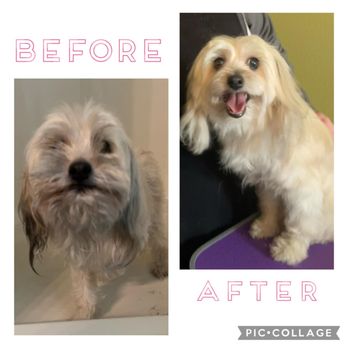 Stellar Paws - Mobile Pet Grooming Riverside CA - Pet Groomers Near Me Stellar Paws - Mobile Pet Grooming Riverside CA - Pet Groomers Near Me