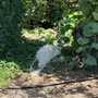 Ghost Ranch Exotics and Funny Foot Farm