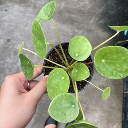 Pilea peperomioides Pilea peperomioides