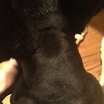 PetSmart - There are blade marks all over her coat. - Pet Stores Near Me - Houston, Texas PetSmart - There are blade marks all over her coat. - Pet Stores Near Me - Houston, Texas