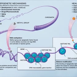 Puja Wentworth, DC, PSc.D - Be empowered to alter your DNA for the good today!