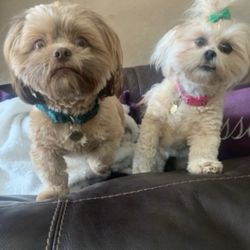 North Texas Veterinary Clinic - Milo and Mia   HUGE FANS of North Texas Veterinary Clinic