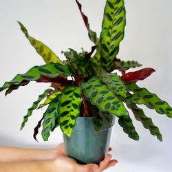 Filtrum Plant Shop