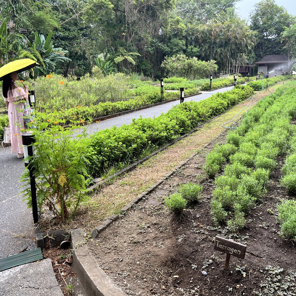The Farm at San Benito - Restaurant herb garden. - Medical Spas Near Me - Lipa, BTG