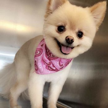 K9 Designs Grooming - Pet Groomers Near Me K9 Designs Grooming - Pet Groomers Near Me