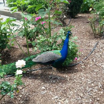 Garden of Light Hall - Bubba the peacock - Venues & Event Spaces Near Me - Bonsall, California Garden of Light Hall - Bubba the peacock - Venues & Event Spaces Near Me - Bonsall, California