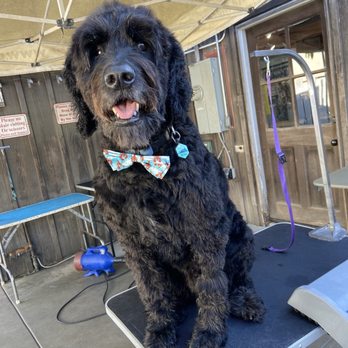 Penny's Pup Wash - blow drying station! - Pet Groomers Near Me - Costa Mesa, California