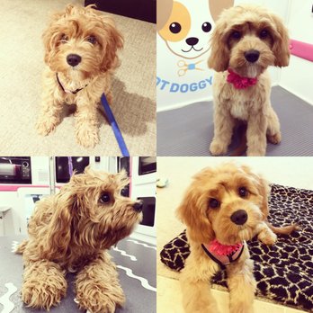 Hot Doggy Dos - My Cavapoo - left (before) and right (after) - Pet Groomers Near Me