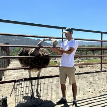 Ostrichland USA - Made a connection with somebody. - Attraction Farms Near Me - Solvang, California Ostrichland USA - Made a connection with somebody. - Attraction Farms Near Me - Solvang, California