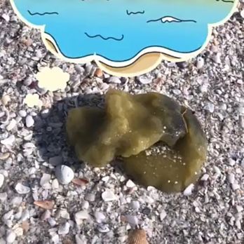 Gulfside Beach - The Fb Sanibel forum says these are common in this area. - Beaches Near Me - Sanibel, Florida Gulfside Beach - The Fb Sanibel forum says these are common in this area. - Beaches Near Me - Sanibel, Florida