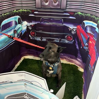 Puptqe - Pet Stores Near Me - Temecula, California Puptqe - Pet Stores Near Me - Temecula, California