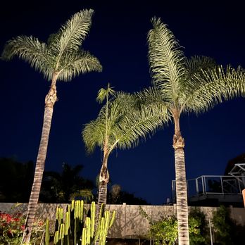 Jesus Higuera Tree Service - They look so much better and healthier now, we were vey pleased! - Tree Services Near Me Jesus Higuera Tree Service - They look so much better and healthier now, we were vey pleased! - Tree Services Near Me