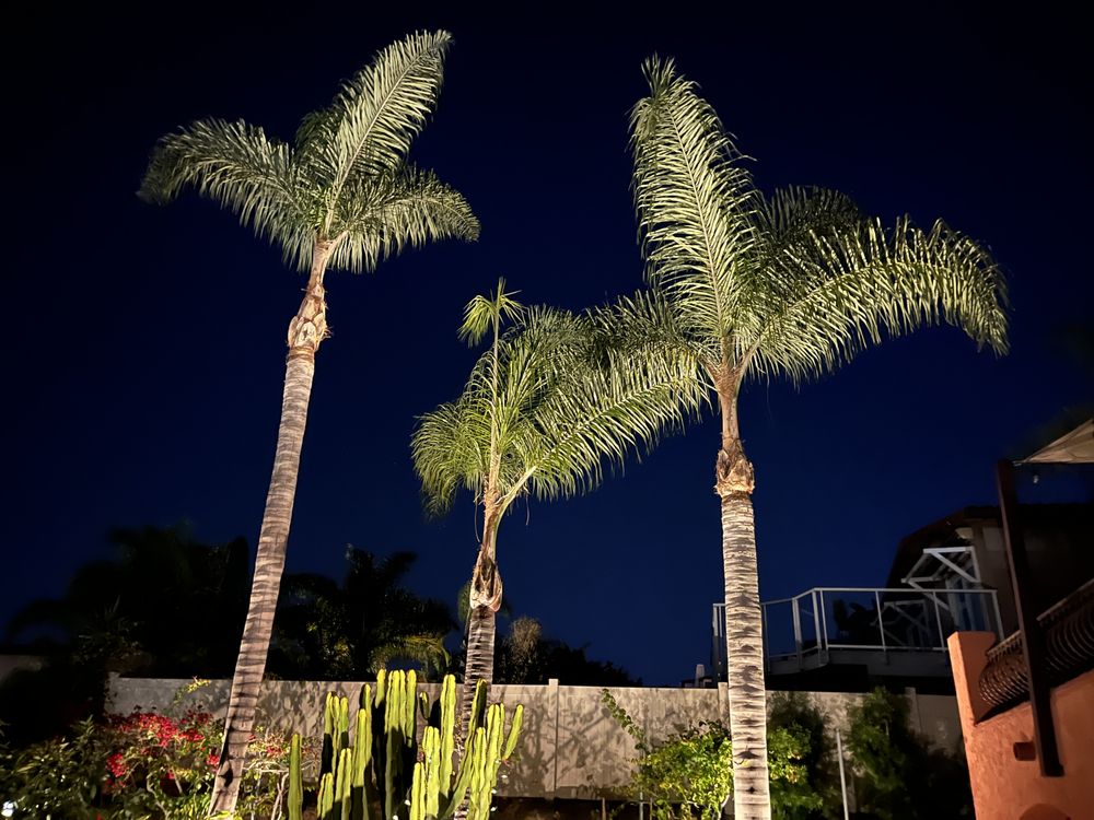 Jesus Higuera Tree Service - tree service in Chula Vista, CA