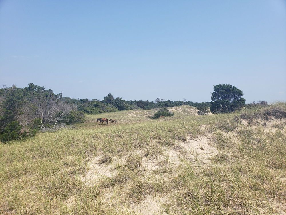 Shackelford Banks Beach Image